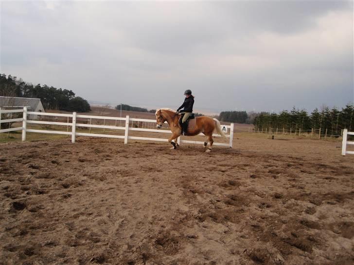 Haflinger kløv´s puk  billede 3