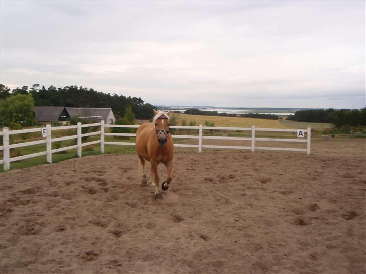 Haflinger kløv´s puk  billede 4