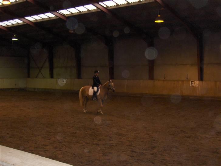 Haflinger kløv´s puk  billede 5