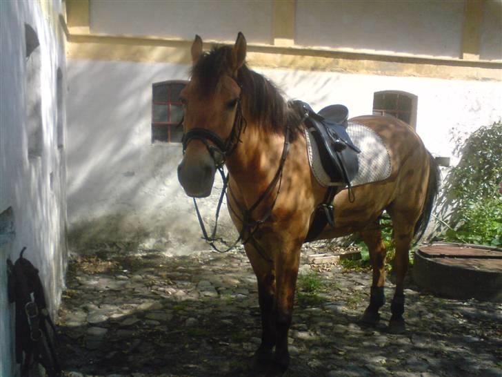 Anden særlig race lukas billede 20