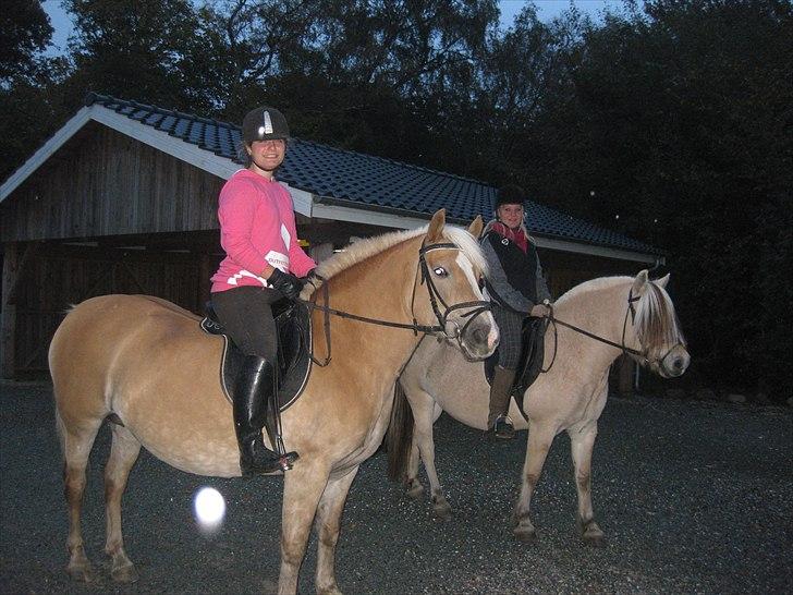 Haflinger Nette billede 3