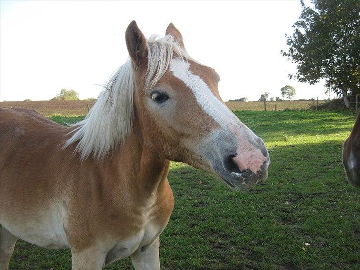 Haflinger Lo Enghøjgård billede 1