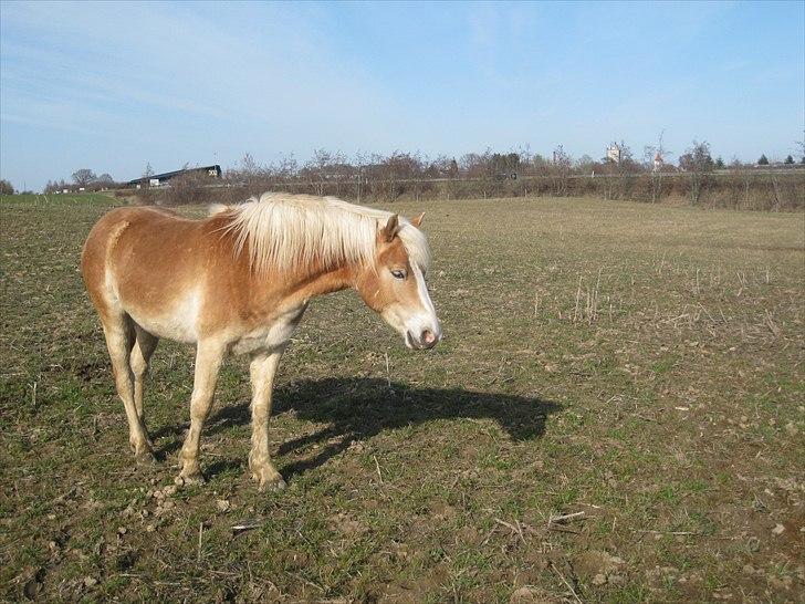 Haflinger Lo Enghøjgård billede 2