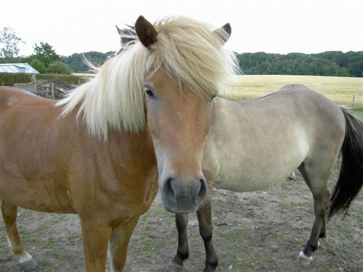 Islænder Sólfari fra Skannerup billede 8