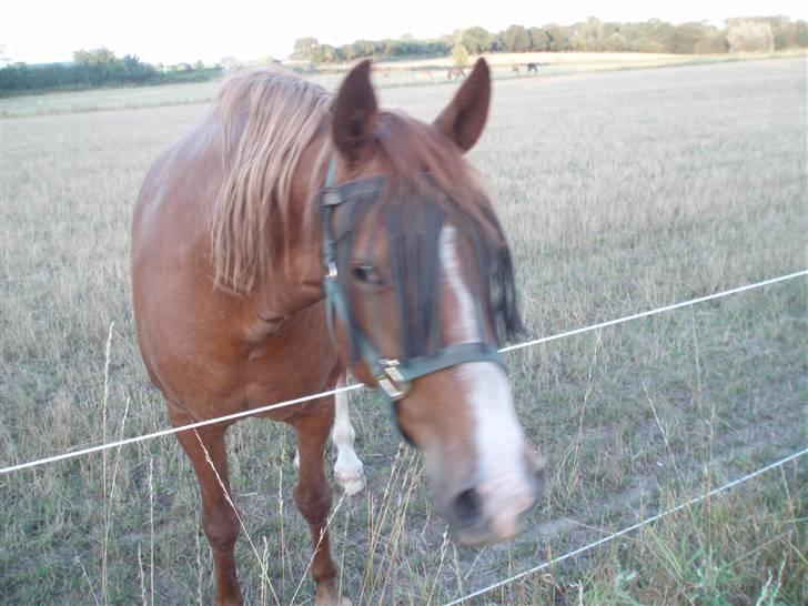 Frederiksborg | Tatjana | ( R. I. P.)  - lidt mærkelig billede 7