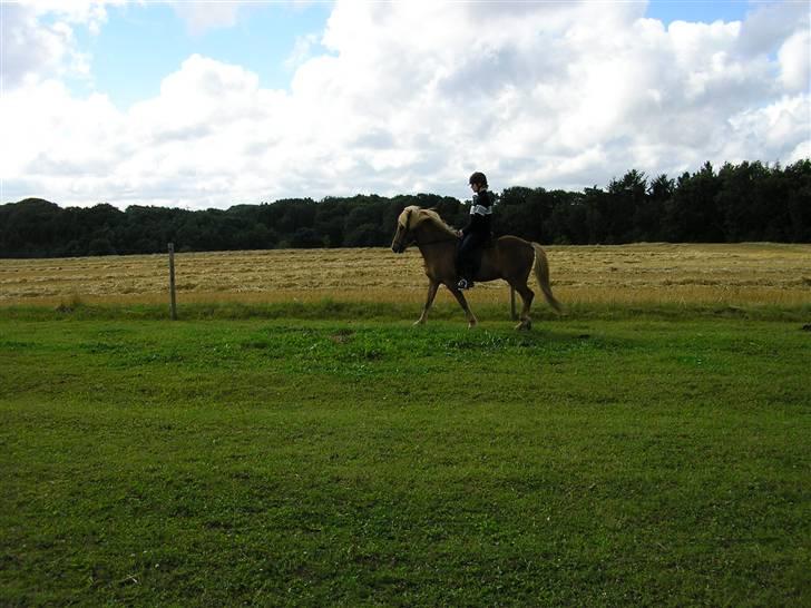 Islænder Sólfari fra Skannerup billede 9