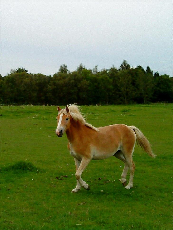 Haflinger Lo Enghøjgård billede 3