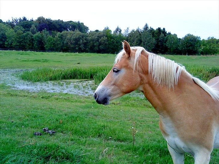 Haflinger Lo Enghøjgård billede 4