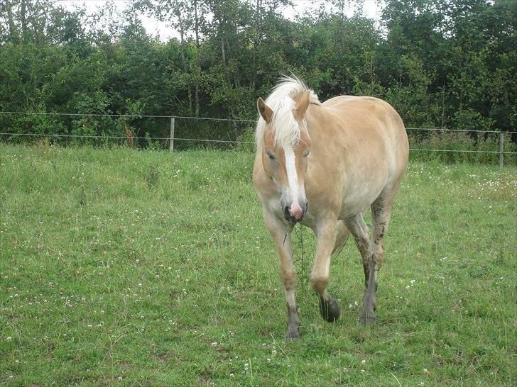 Haflinger Lo Enghøjgård billede 6