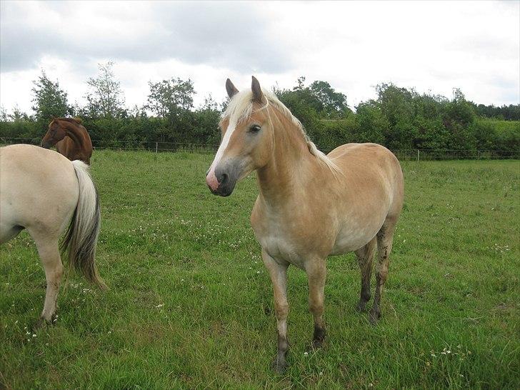 Haflinger Lo Enghøjgård billede 7