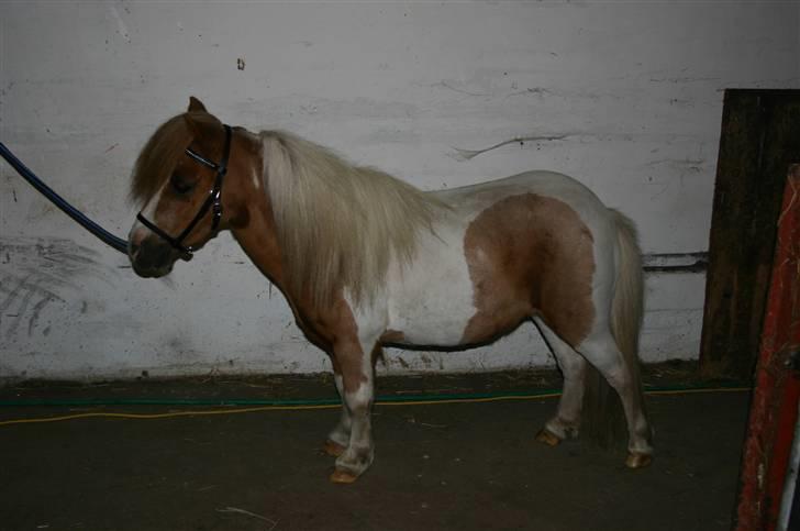 Dansk Miniature Miss April - 20.07.2008 April er blevet klippet. billede 4