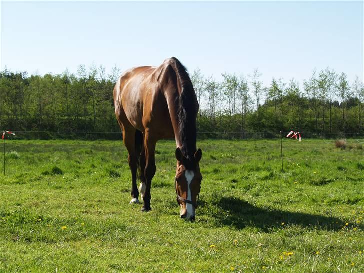 Dansk Varmblod Ganneskovgaards Donna/†af - På marken :D <3 12/5-2008 billede 19