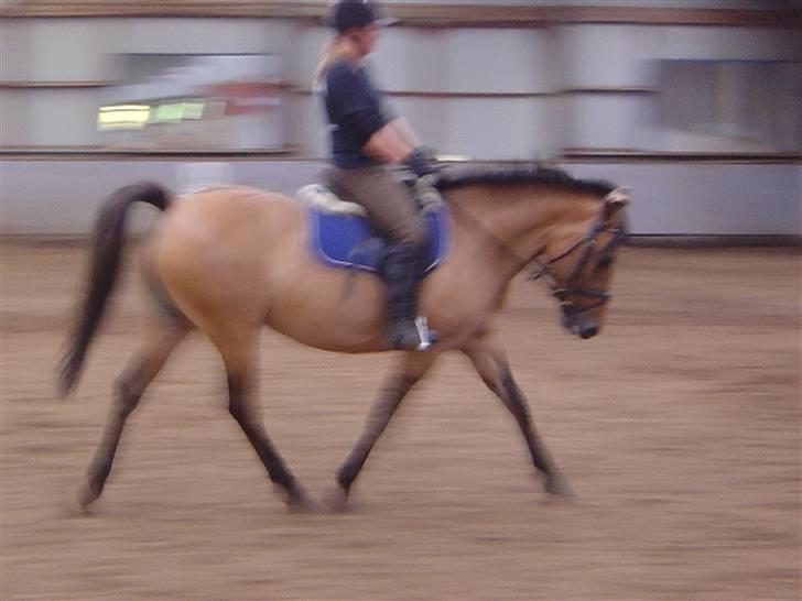 Anden særlig race Pepsi billede 12