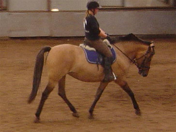 Anden særlig race Pepsi - Winnie prøver Pepsi. Manen er ved at lægge sig ned billede 13