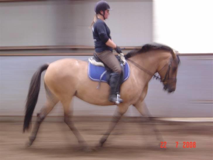 Anden særlig race Pepsi billede 14