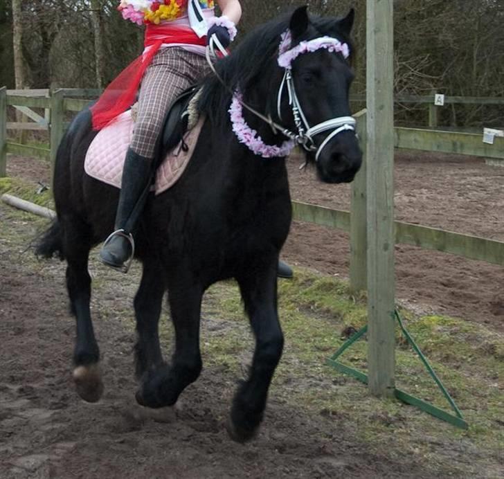 Anden særlig race Samson - Fastelavnsringridning 1. marts 2009 Hals Rideklub billede 11