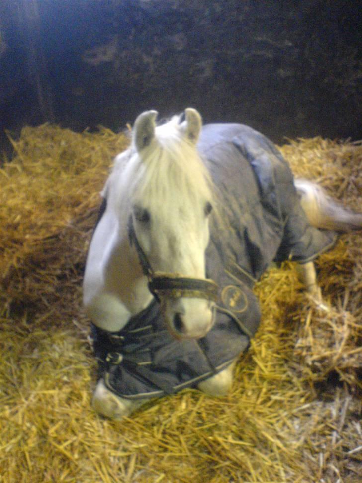 Welsh Pony af Cob-type (sec C) Lyngvejens Ero *solgt* :/ - Smukke Ero sover godt og trygt, fordi Sofie passer så godt på ham! :)  billede 3