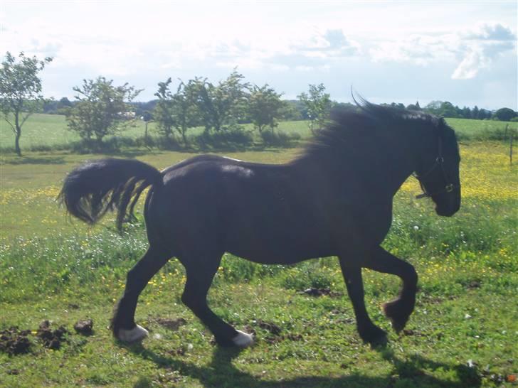 Anden særlig race Samson - Galop på sommerfolden ´09 Foto: mig billede 12