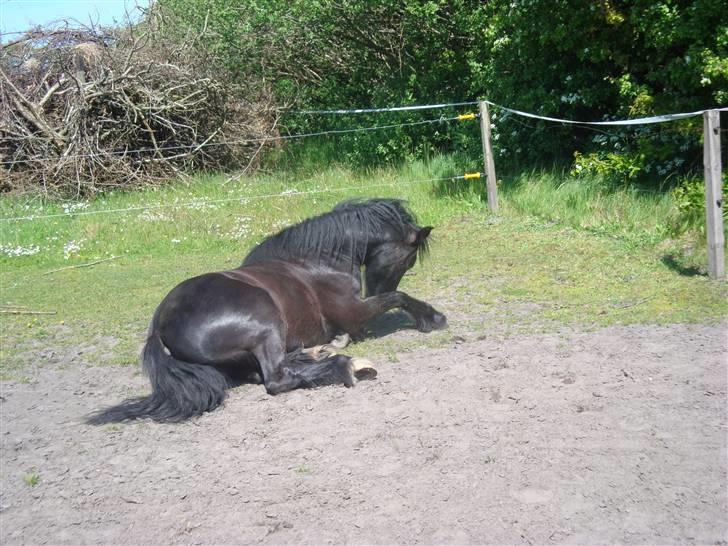 Anden særlig race Samson - 25.05.09 - fødselsdagsbarnet har lige rullet sig. Elsker den dreng <33 billede 17