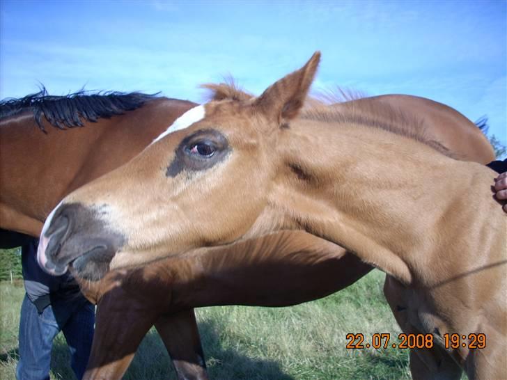Dansk Varmblod Aalykkegaardens Ferrari billede 10