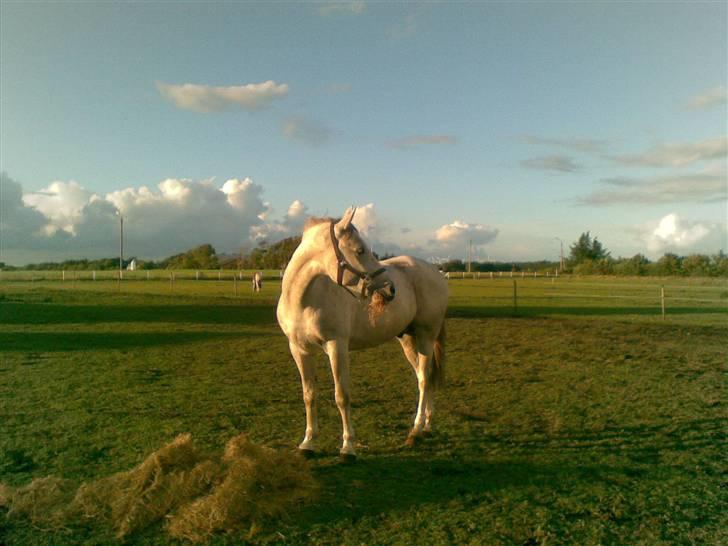 Polsk Varmblod Mak (max) billede 1