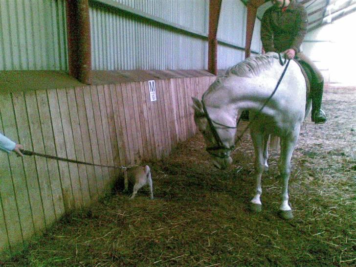 Polsk Varmblod Mak (max) billede 2