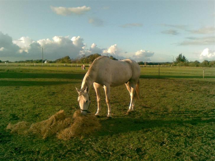 Polsk Varmblod Mak (max) billede 3