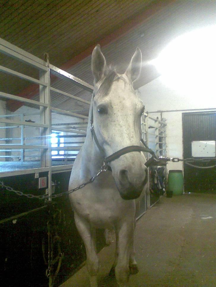 Polsk Varmblod Mak (max) billede 4