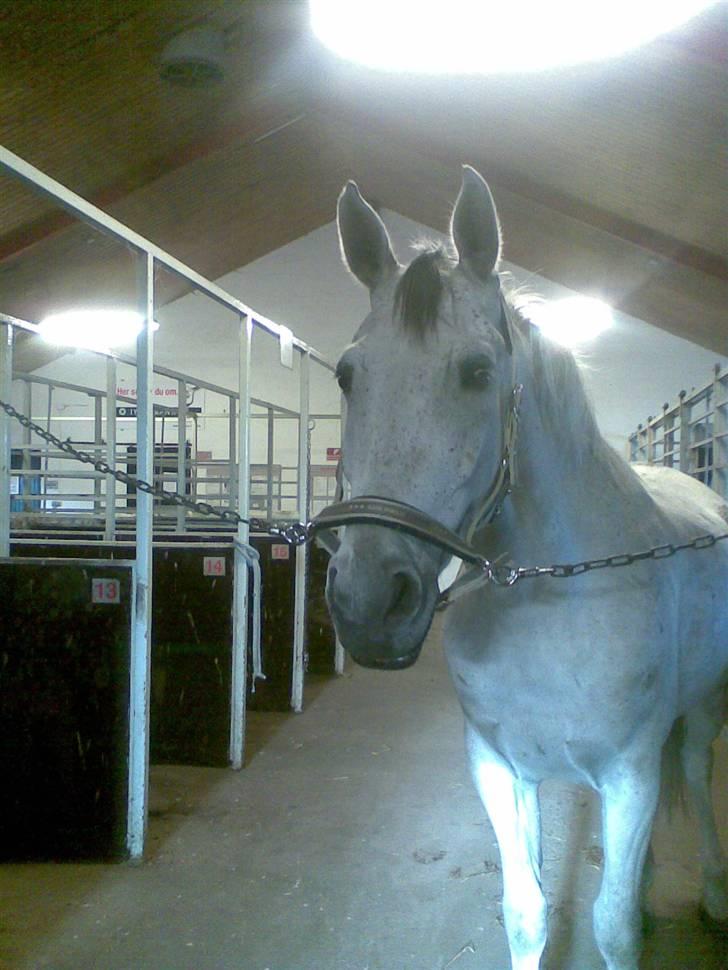 Polsk Varmblod Mak (max) billede 5