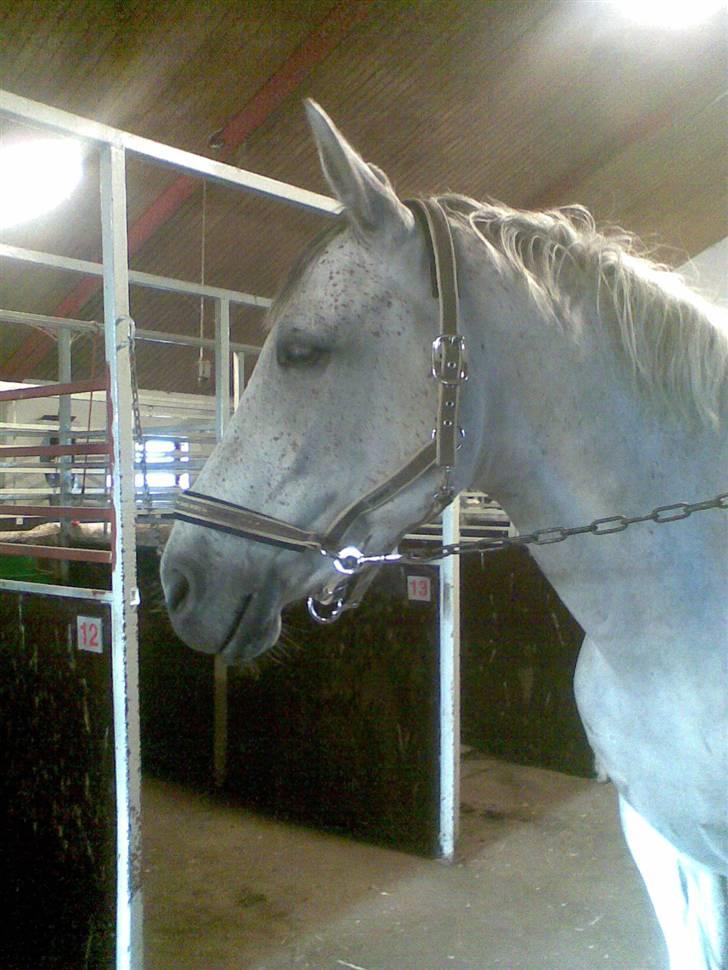 Polsk Varmblod Mak (max) billede 6