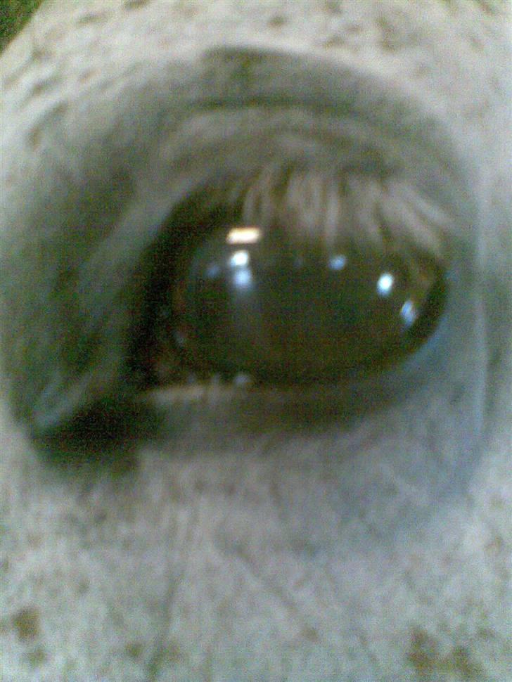 Polsk Varmblod Mak (max) billede 7