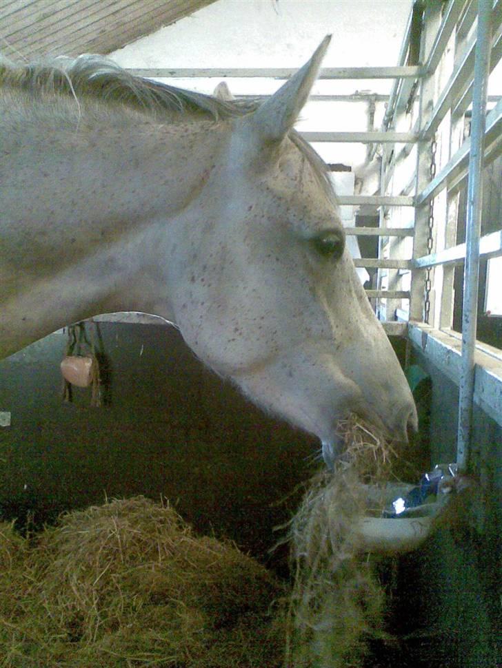 Polsk Varmblod Mak (max) billede 8