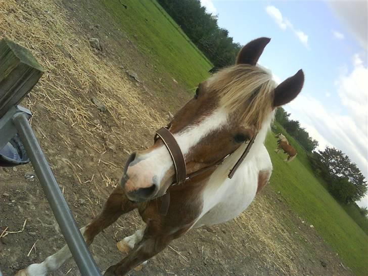 Pinto Mr Jamie (rider ik mere) - du er såå fin bass <3  billede 11