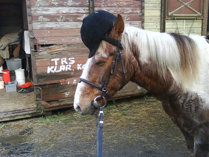 Pinto Mr Jamie (rider ik mere) - gangster jamie med hat på :D  billede 12