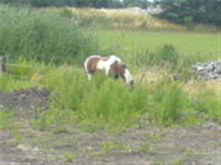 Pinto Mr Jamie (rider ik mere) - jamie i marken :D billede 13
