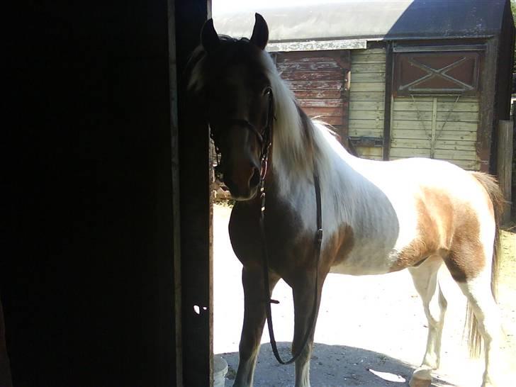 Pinto Mr Jamie (rider ik mere) - jamie på vej op af sådan en dims<3 billede 14