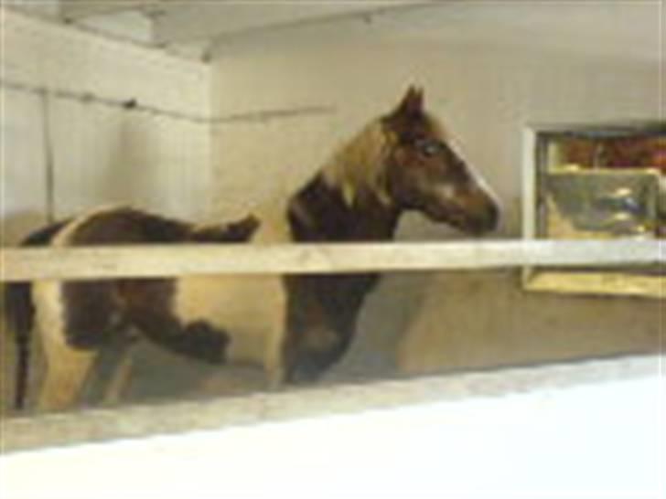 Pinto Mr Jamie (rider ik mere) - jamie bliver hidsig når han er i boks:D hehe akn man godt se det ? billede 15