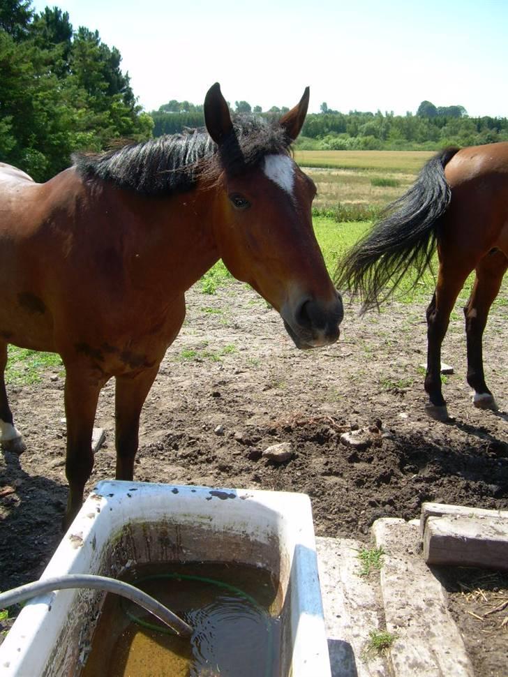 Anden særlig race Kalif billede 1
