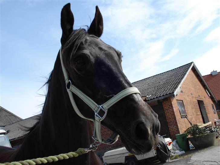 Anden særlig race Monique. Passer ikke mere - Søde Moni billede 2