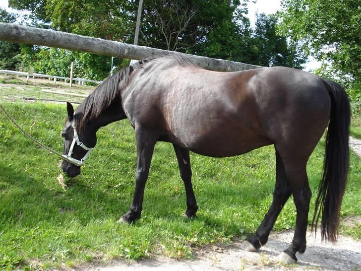 Anden særlig race Monique. Passer ikke mere - Græs mums :o) billede 4