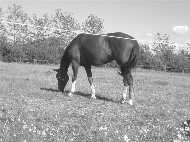 Dansk Varmblod Quadrifóglio billede 1