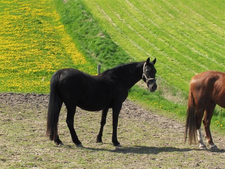 Anden særlig race Monique. Passer ikke mere - Moni på fold billede 5