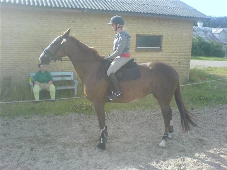 Dansk Varmblod Quadrifóglio billede 2