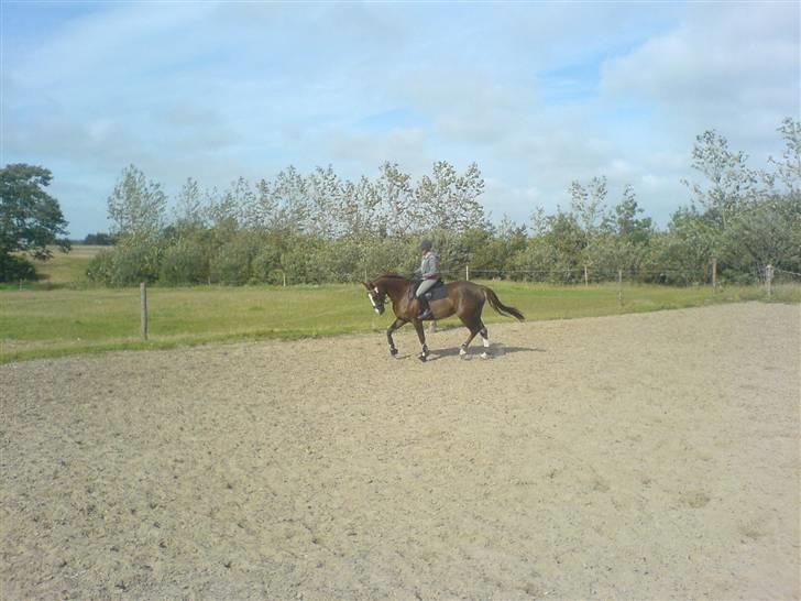 Dansk Varmblod Quadrifóglio billede 3