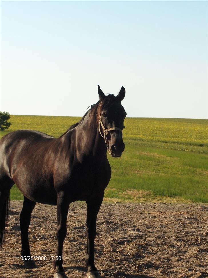 Anden særlig race Monique. Passer ikke mere - Søde lille dig billede 6