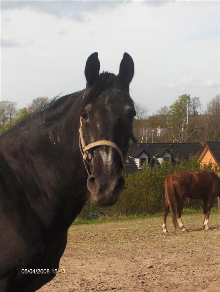 Anden særlig race Monique. Passer ikke mere - Hun er såå nuttet hehe billede 7