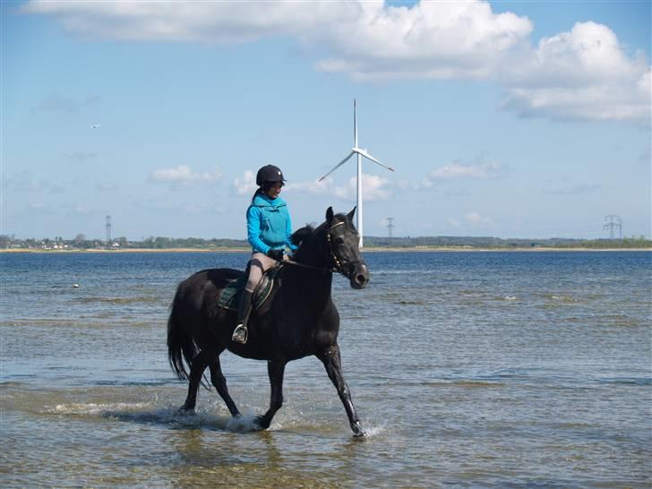 Anden særlig race Monique. Passer ikke mere - Trav trav hehe  billede 9