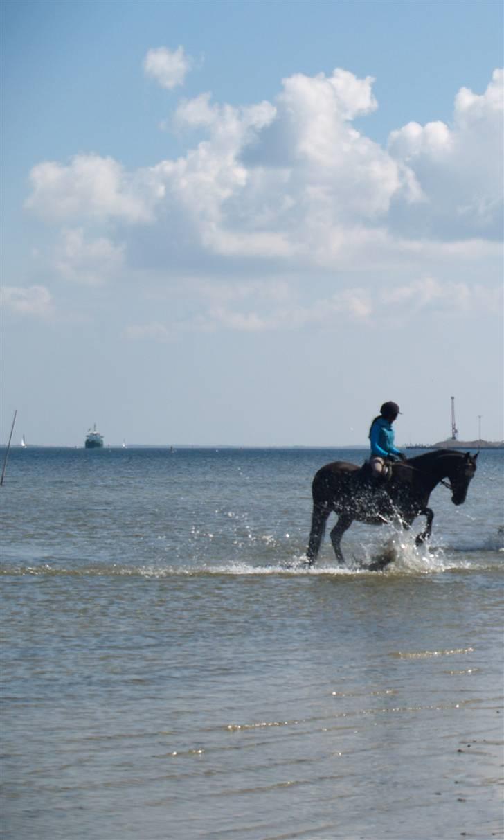 Anden særlig race Monique. Passer ikke mere - Moni skraper i vandet det syns hun er sjovt hehe <3<3<3 hun er så sød billede 10