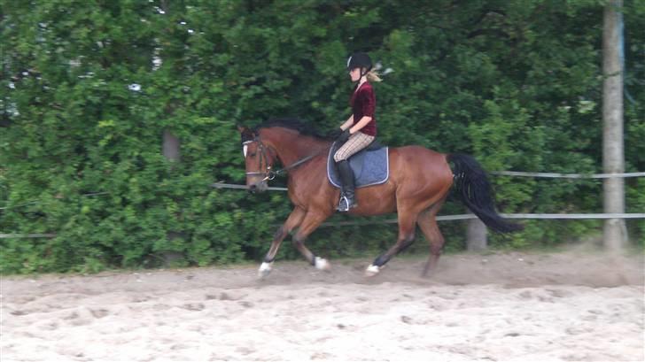 Anden særlig race Kalif billede 2