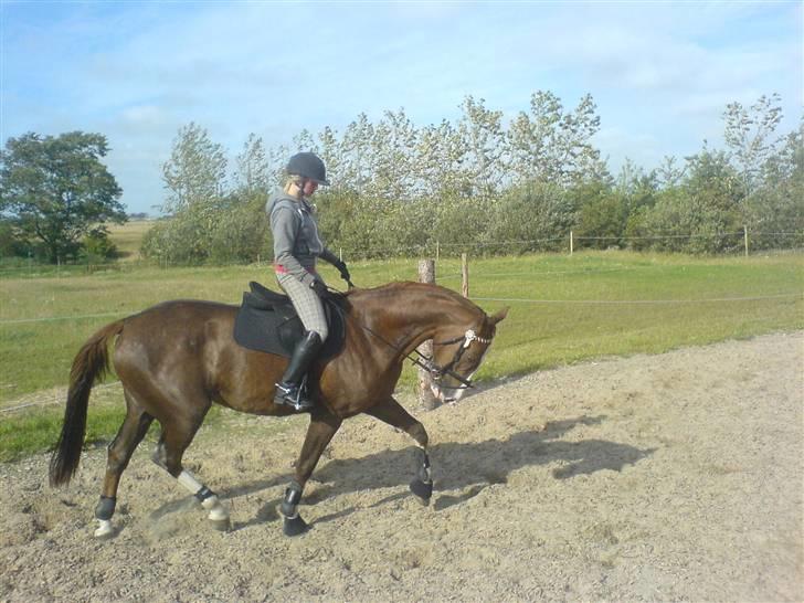 Dansk Varmblod Quadrifóglio billede 4